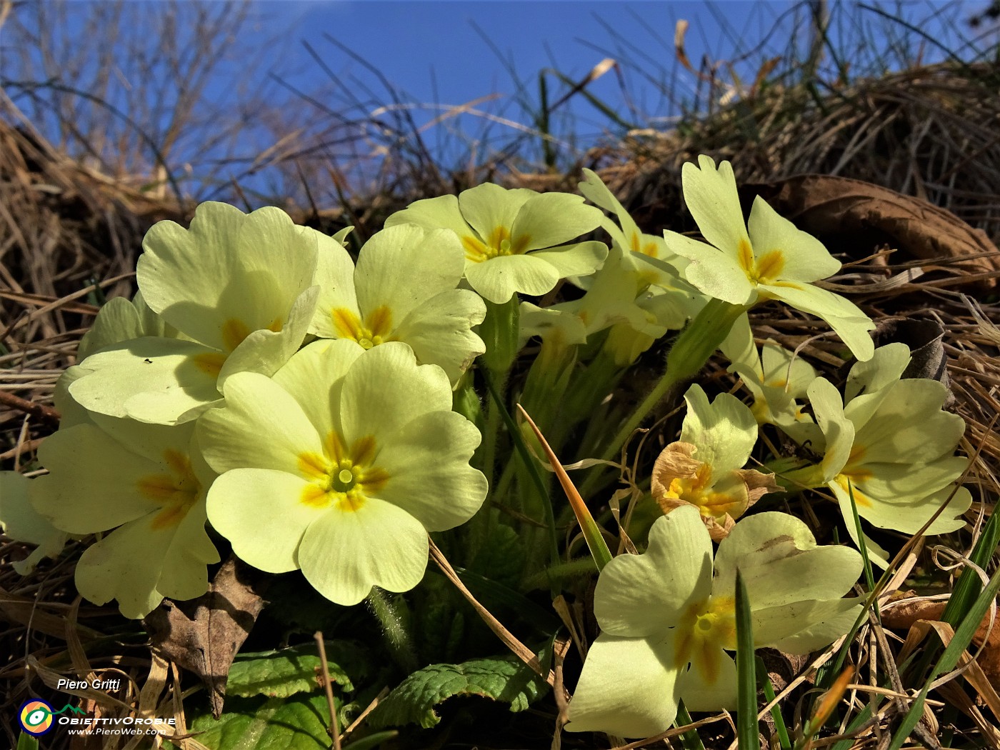 04 Festa di fiori sui sentieri al Monte Zucco - Primula vulgaris (Primula).JPG